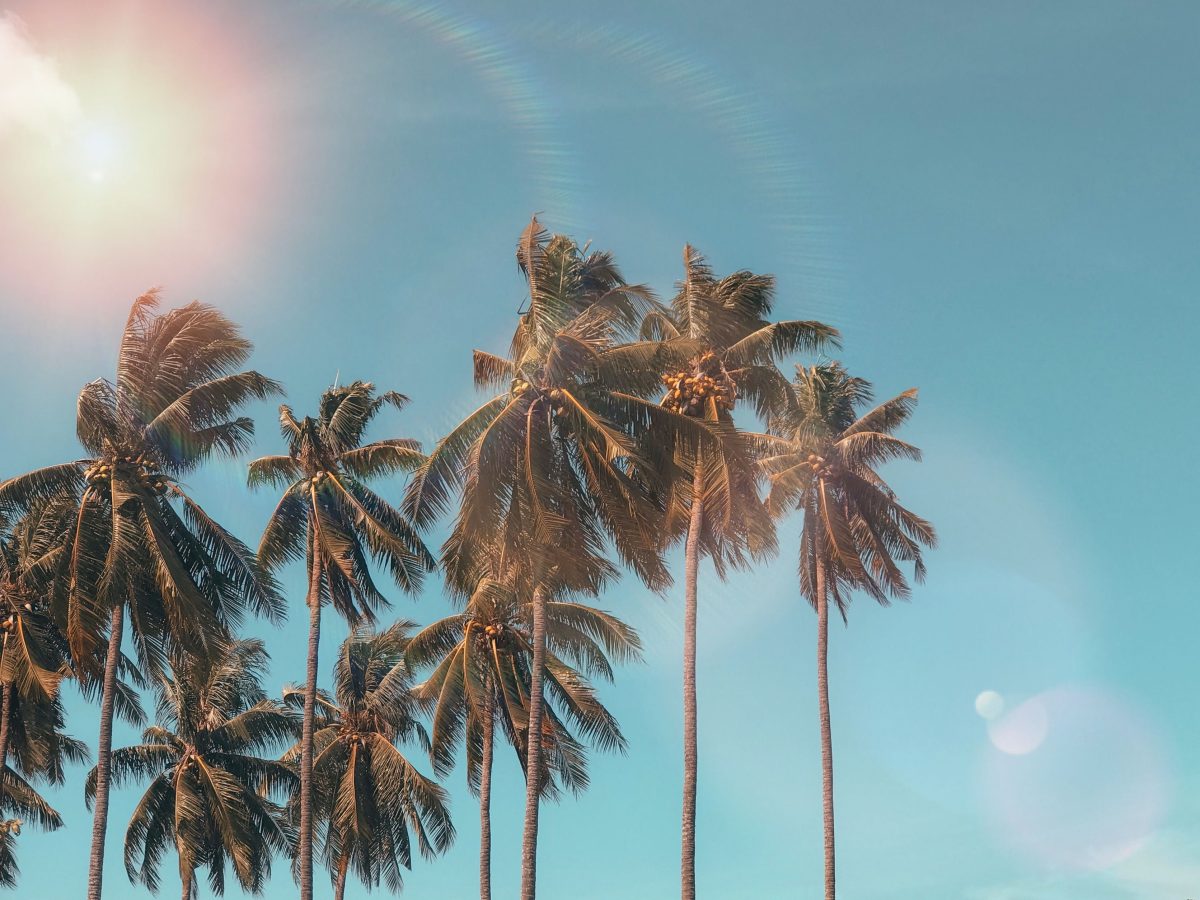 ヤシの木
