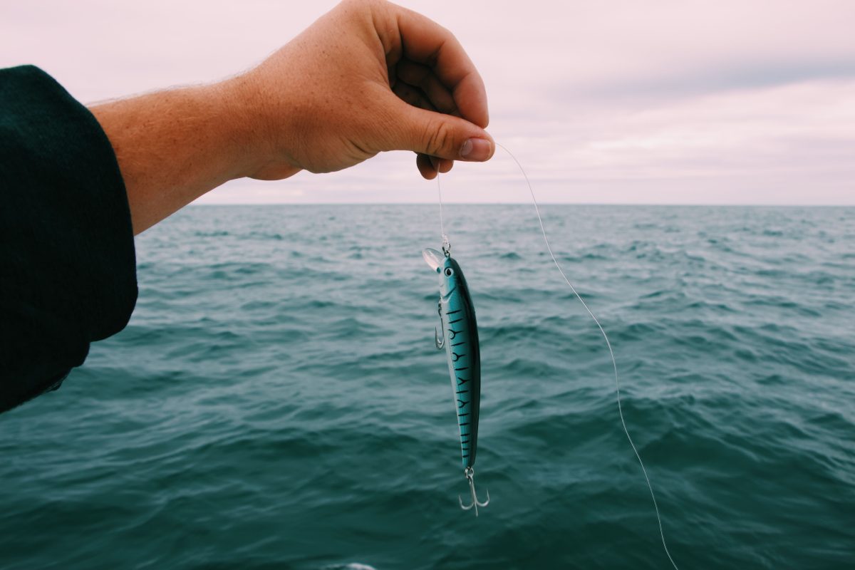 釣り上げた魚
