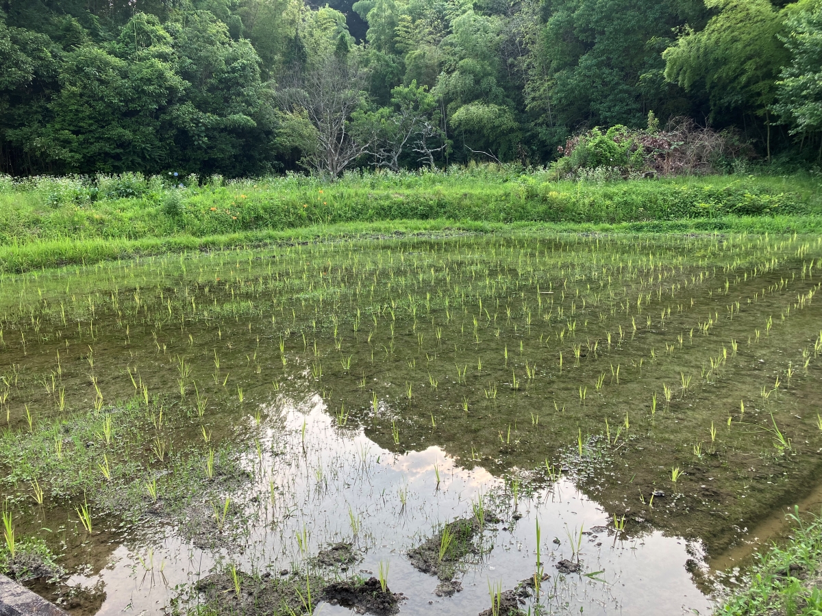 「不耕起栽培田んぼ」は手植えが面倒!?  いえいえ、けっこう楽しいんです！