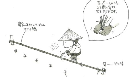 「不耕起栽培田んぼ」は手植えが面倒!?  いえいえ、けっこう楽しいんです！