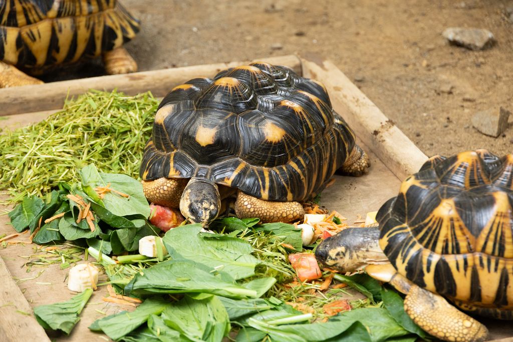 動物の食べ残したゴミ