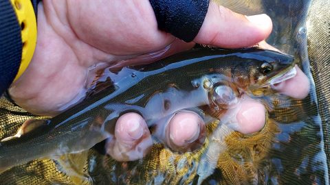 【灼熱の鮎釣り道中】こんな高水温でも天然鮎は力強く生きていた！