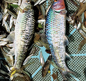 下流の淡水魚は、日本人のソウルフードだった！