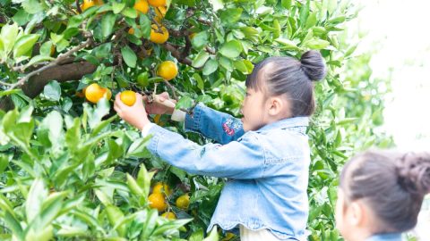 食欲の秋～！味覚狩り＆野菜の収穫が楽しめる最新キャンプ場を集めました