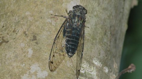 屋久島のツクツクボウシは鳴き方が違う！