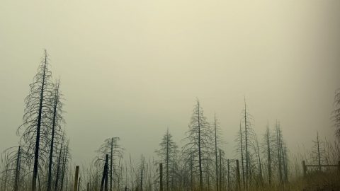 山火事大国カナダで目撃。木々が黒く焼け落ち、煙が立ち込める風景を見て改めて思う「火」への心がまえ