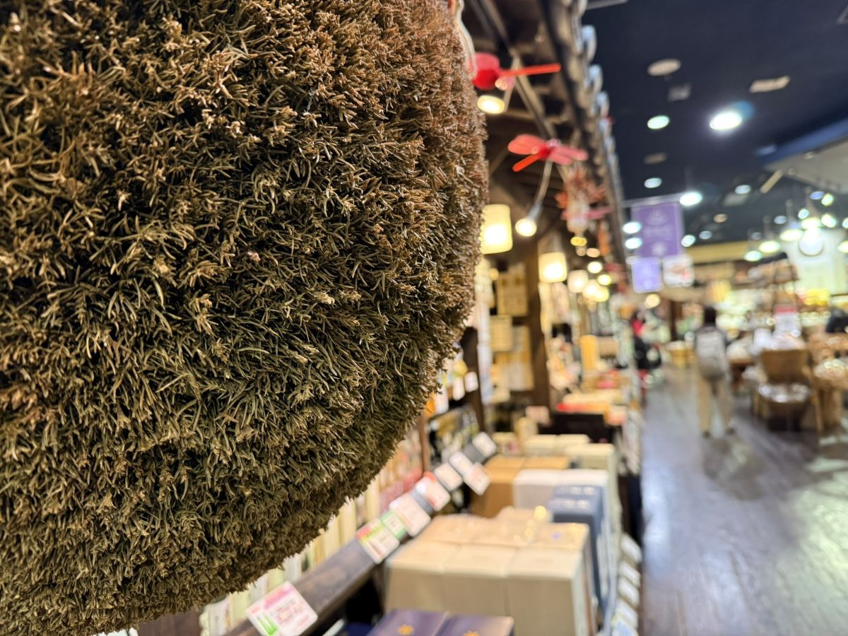 巨大な杉玉