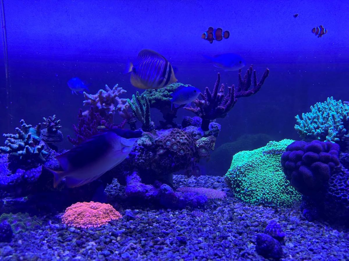 創設者は現役の大学4年生　古民家をリノベして誕生した『おばま水族館』が話題沸騰中のワケ
