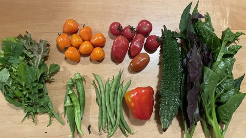 秋の食卓に太陽の輝きを運んでくれる「南国野菜」から元気をもらう