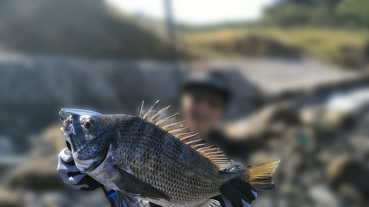 クロダイ