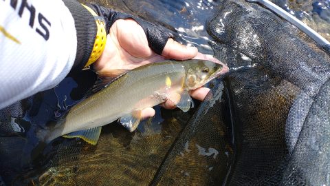 大物鮎の引きが強烈すぎて悶絶！今シーズン好調の魚野川の鮎釣り