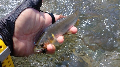 鮎釣りは川の下見がキモ！増水アカ飛びでも好釣果に恵まれたぞ