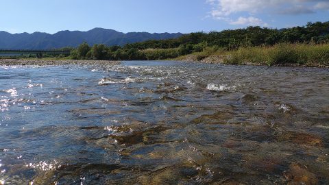 鮎釣り最終盤！新潟県三面川のサビ鮎に夏の終わりを感じて……
