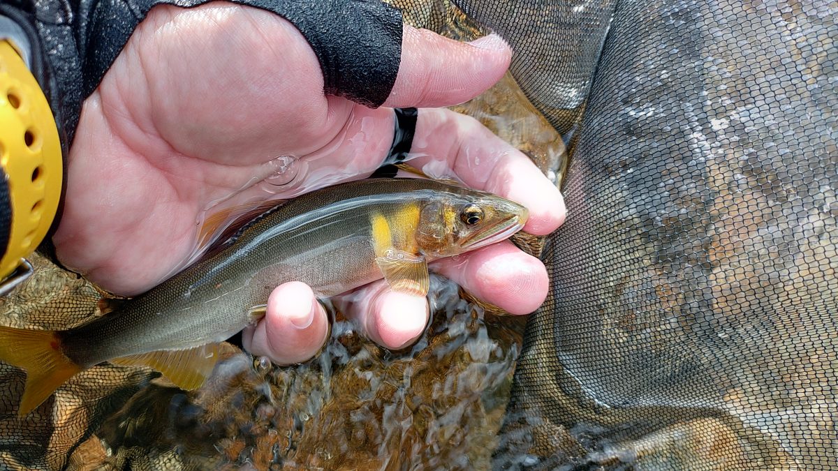鮎釣り最終盤！新潟県三面川のサビ鮎に夏の終わりを感じて……