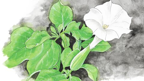 華岡青洲が世界初の乳がん全身麻酔手術を成功させたときに使った成分を含む植物とは？