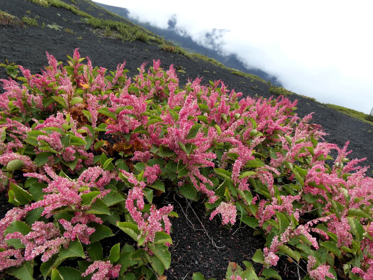メイゲツソウの花