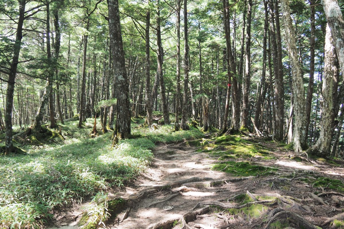 登山道