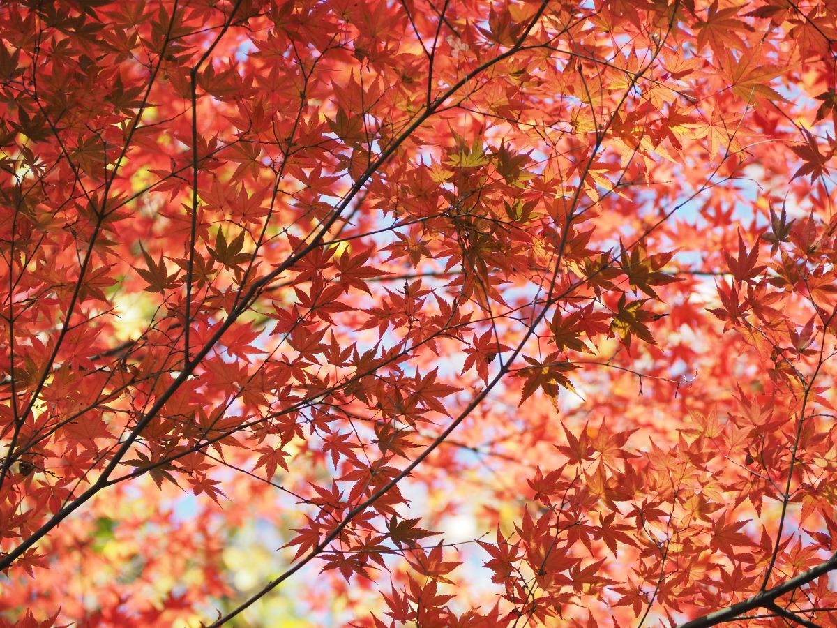 紅葉