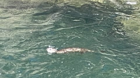 かわいいだけじゃないんです。北カリフォルニアに暮らす野生カワウソの意外な一面って？