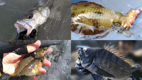 魚たちの寿命はどのくらい？釣り人目線で語り、考察してみた