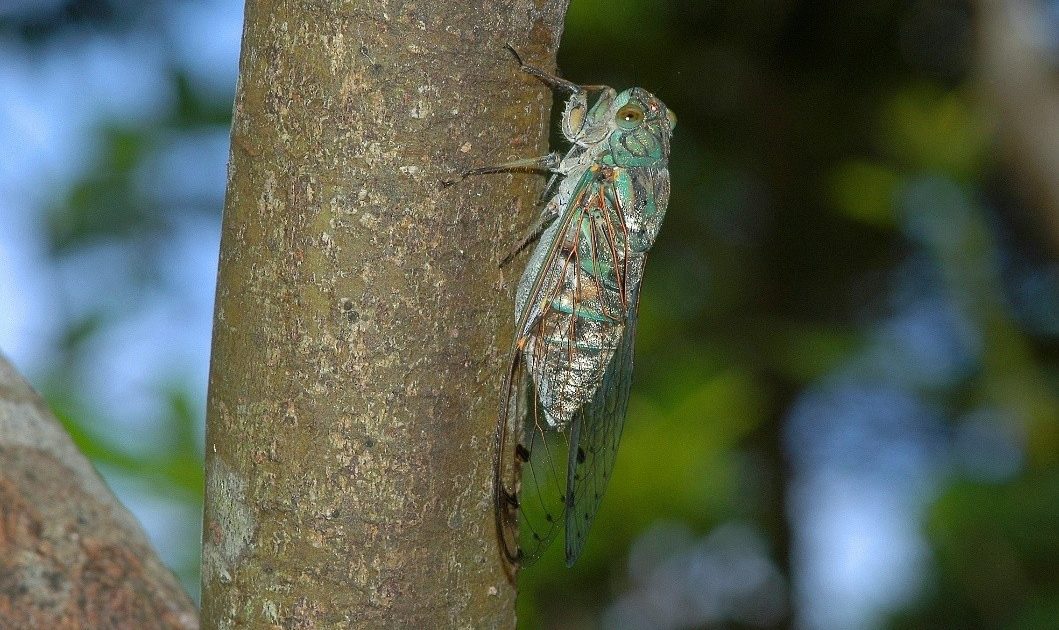 中国のセミは鳴くのが下手なの⁉︎ | 自然観察・昆虫 【BE-PAL