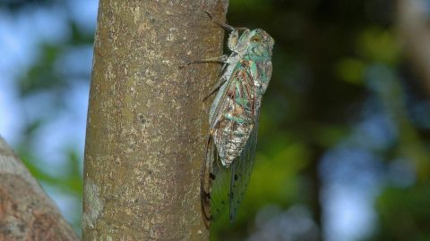 中国のセミは鳴くのが下手なの⁉︎