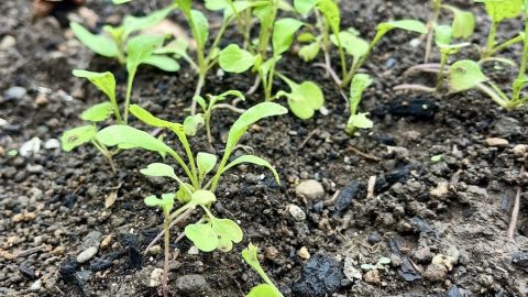 長雨のせい？　8月に植えたルッコラとコマツナが大きくならない悪戦苦闘の１か月