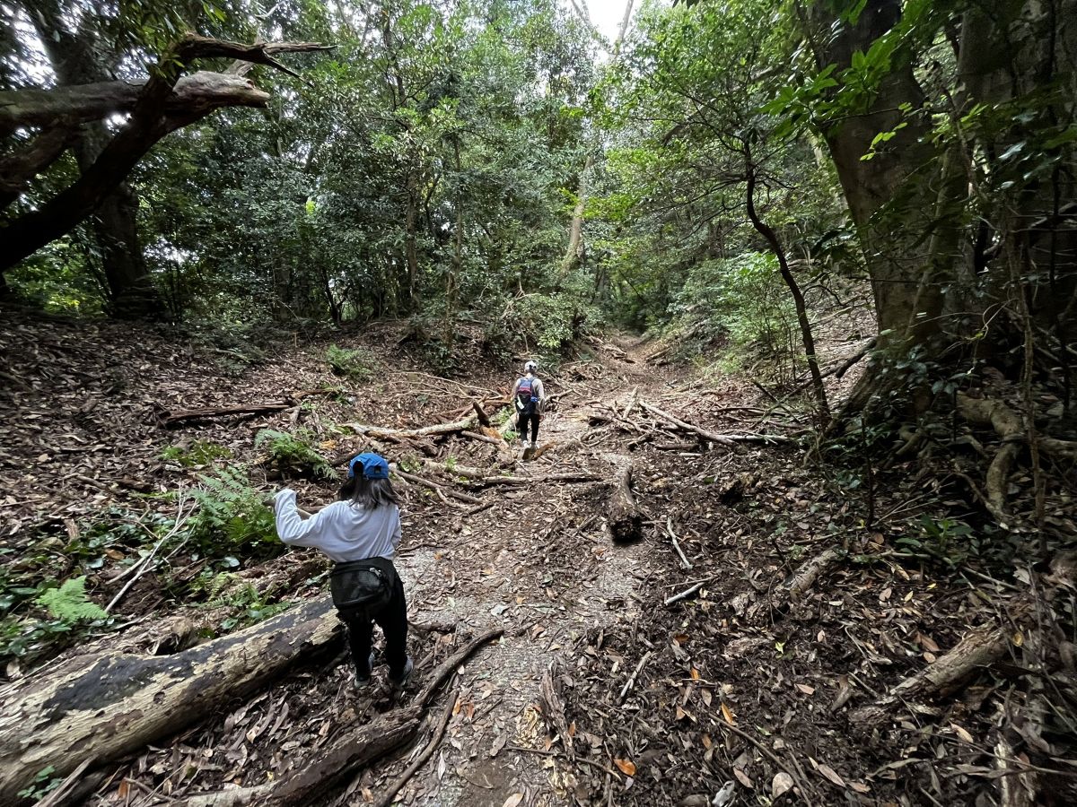 登山道を歩く様子
