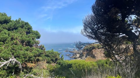 絶景と避暑と食物採集を満喫。クジラに思いをはせつつ、北カリフォルニアの海岸を歩いた