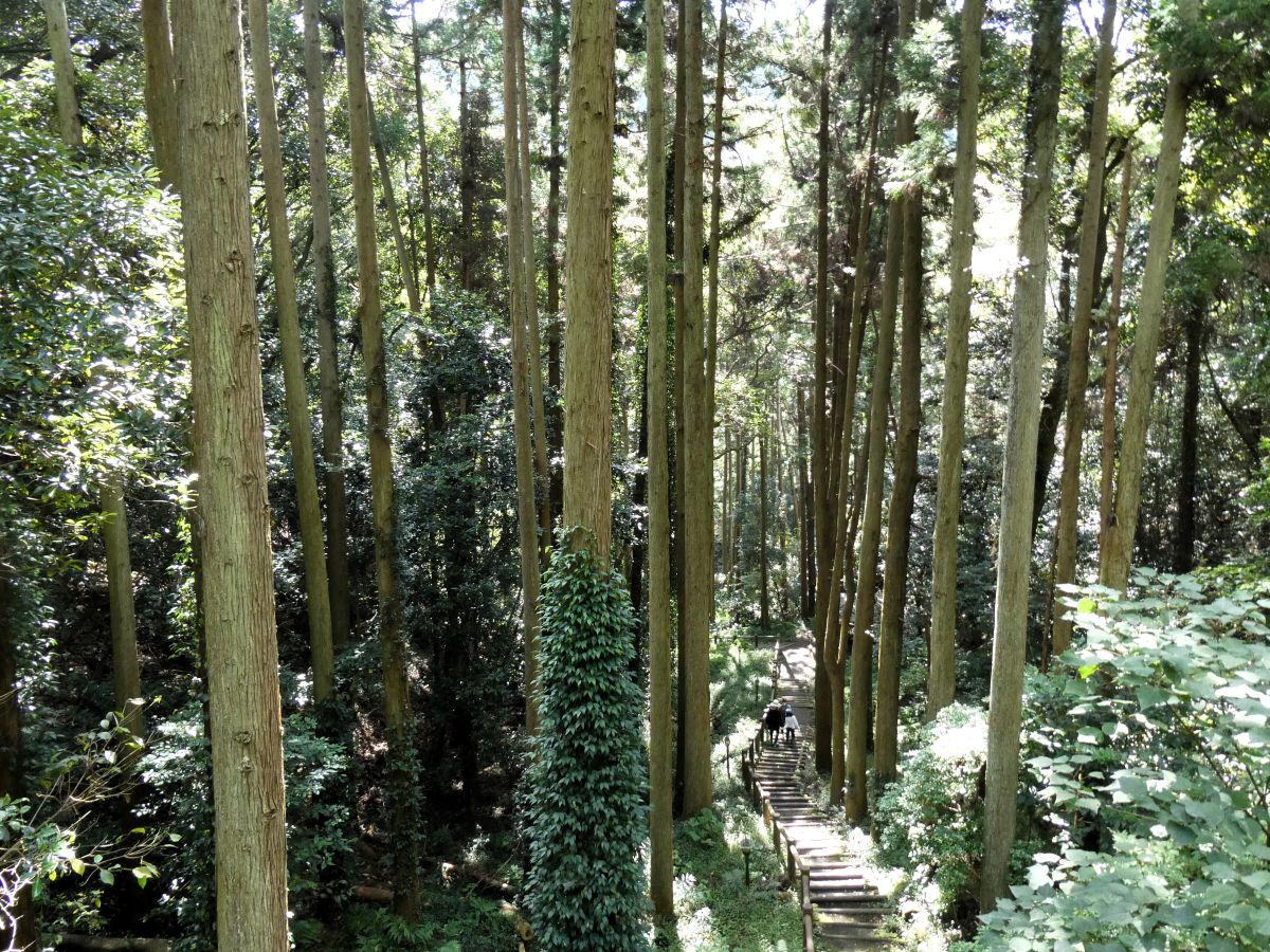 杉の木に囲まれた森を歩く