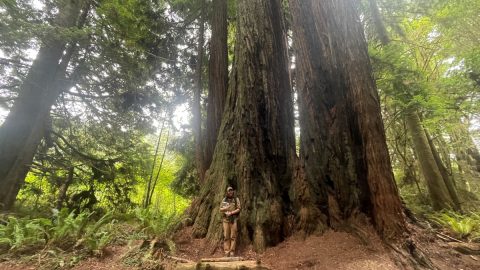 北カリフォルニアのレッドウッド国立・州立公園をめぐって納得。「世界一高い木」を明示しない深いわけ