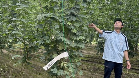 ビールが気候変動の影響を受けている!?　サッポロビールが開発した対応ホップと大麦