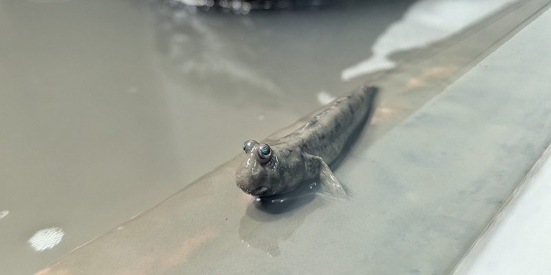 推しはトビハゼとまぐろ丼！ 葛西臨海水族園のディープエリアに行ってきた
