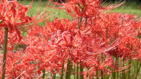 美しい雑草には毒がある⁉秋によく見かけるキケンな雑草ガイド