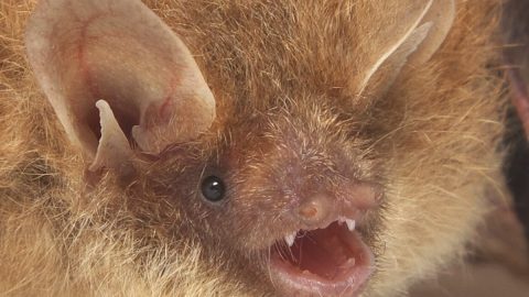 身の回りに取り入れよう！コウモリは最強のラッキーチャーム