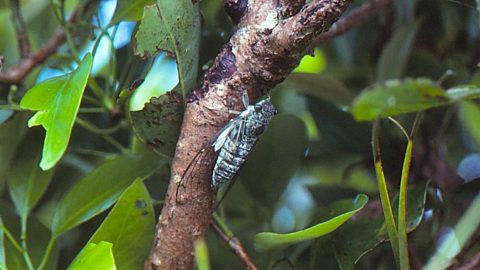 2つのオガサワラゼミの謎
